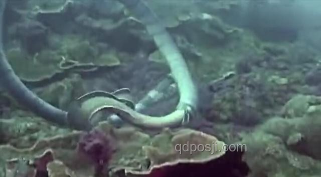 藏海传里的蛇眉铜鱼：虚构与现实的深度剖析